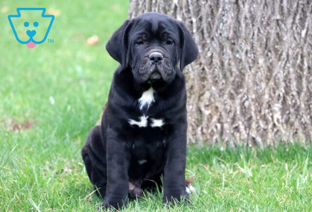Buck Cane Corso2 image