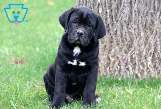 Buck Cane Corso3 image
