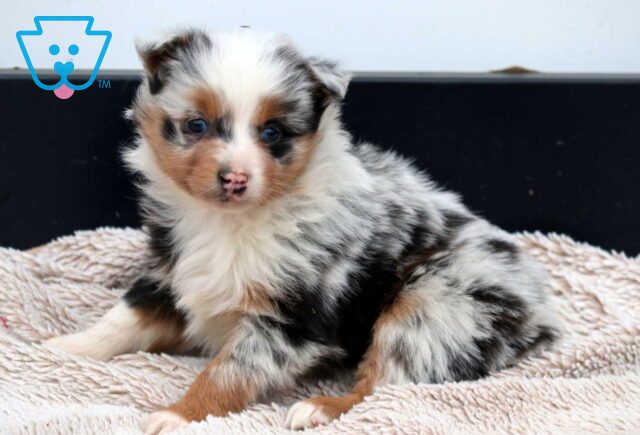 Buck Mini Aussie image