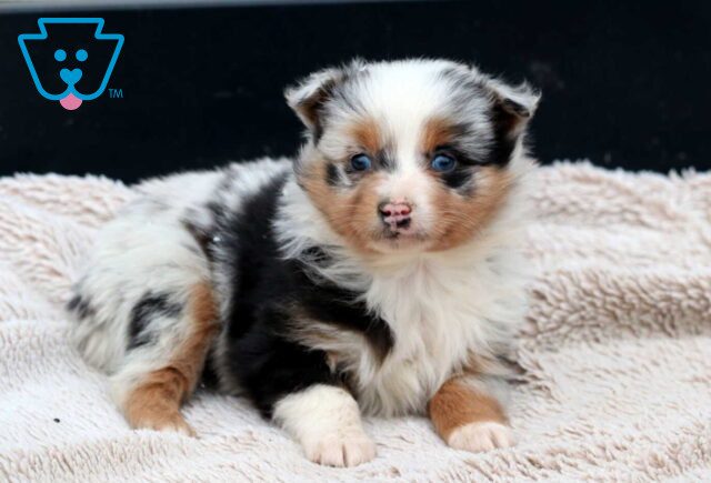 Buck Mini Aussie2 image