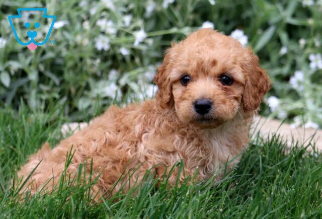 Bud Mini Labradoodle