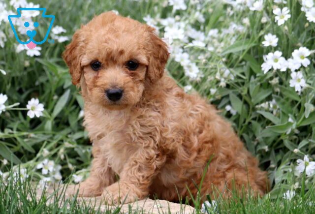 Bud Mini Labradoodle2