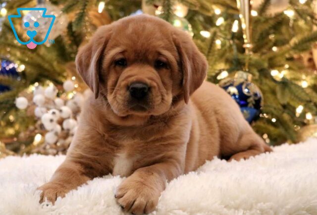 Buddy Fox Red Lab image