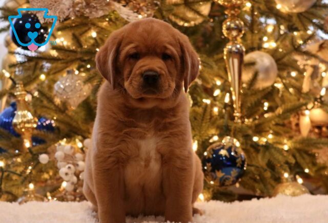 Buddy Fox Red Lab2 image