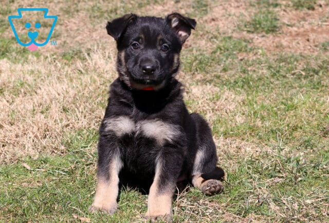 Buddy German image