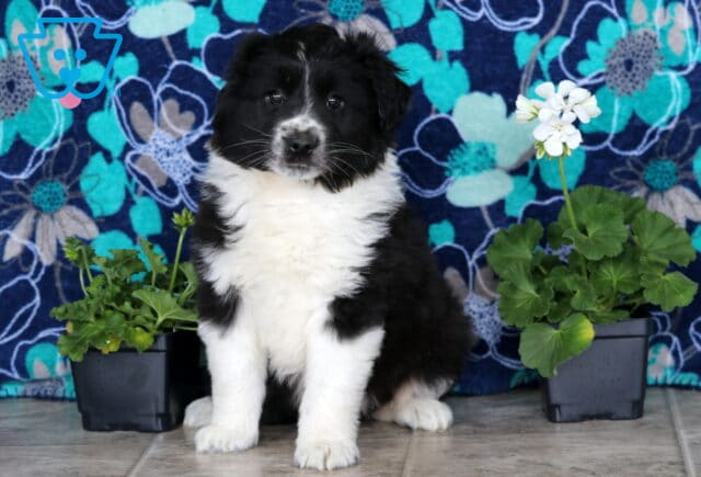 Buddy Mini Aussie image