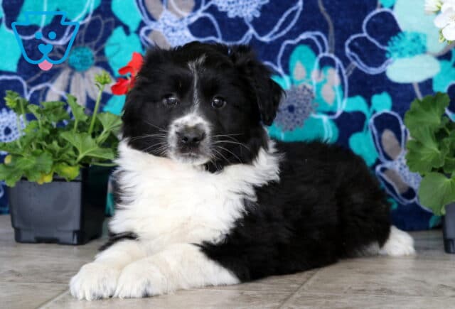 Buddy Mini Aussie2 image