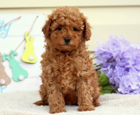 Bugs Mini Poodle