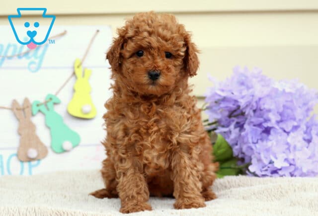 Bugs Mini Poodle image
