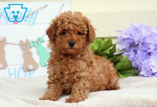 Bugs Mini Poodle2 image