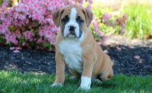 Bullboxer