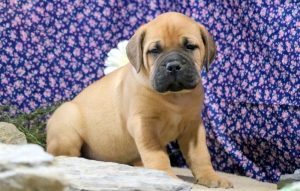 Bullmastiff