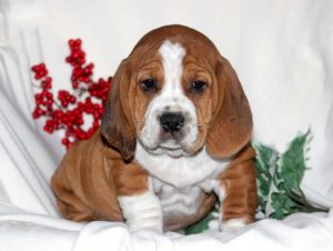 Bully Basset