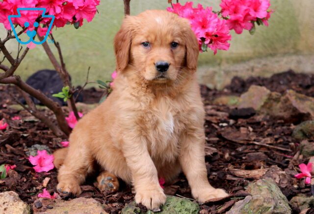 Bunny Golden Retriever 1-001