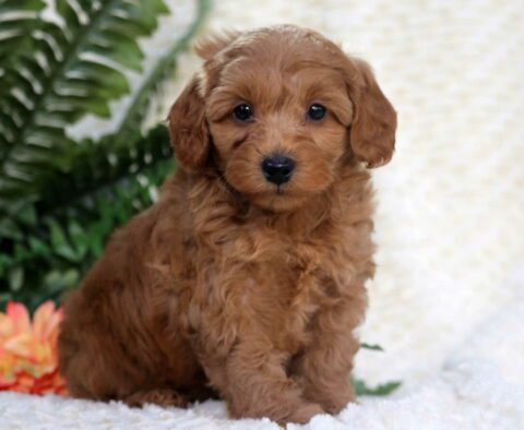 Buster Bear Toy Goldendoodle