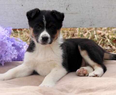 Buster Border Collie Mix