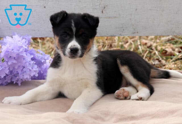 Buster Border Collie Mix image