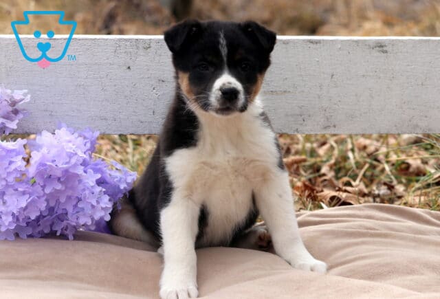Buster Border Collie Mix2 image