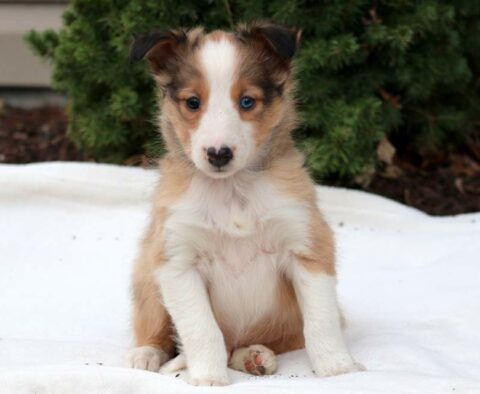 Buster Sheltie