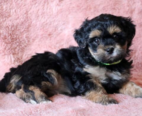Buttercup Maltipoo