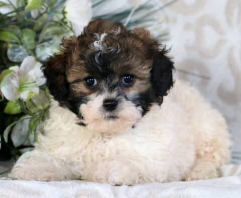 Buttercup Shihpoo