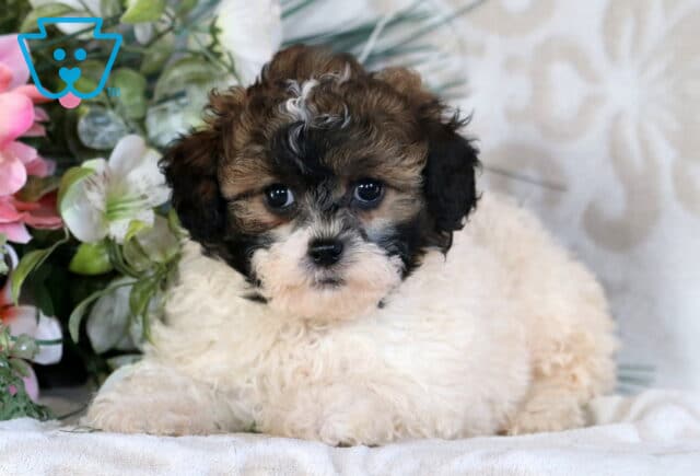 Buttercup Shihpoo image