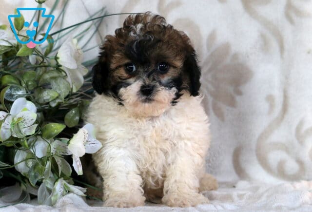 Buttercup Shihpoo2 image