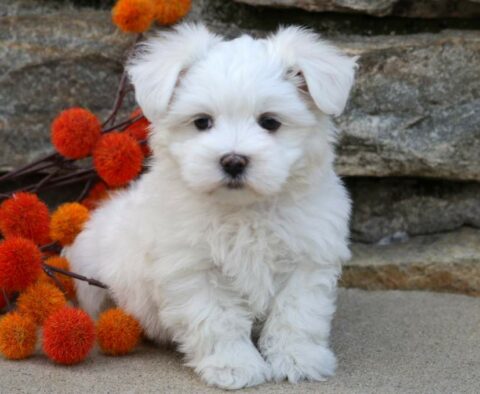 Buttons Maltese