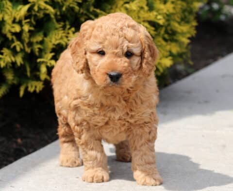 Buzz Mini Goldendoodle