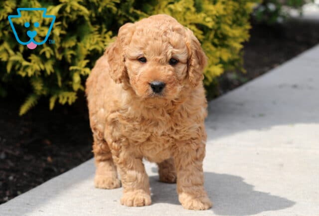 Buzz Mini Goldendoodle image