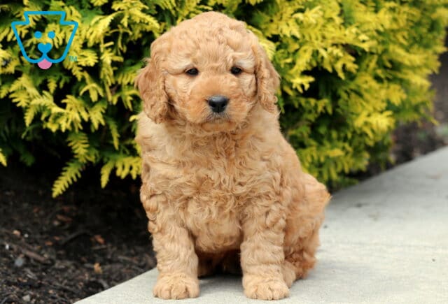 Buzz Mini Goldendoodle2 image