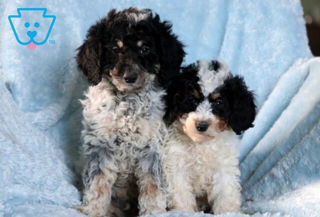 C Litter Mini Goldendoodle Group image