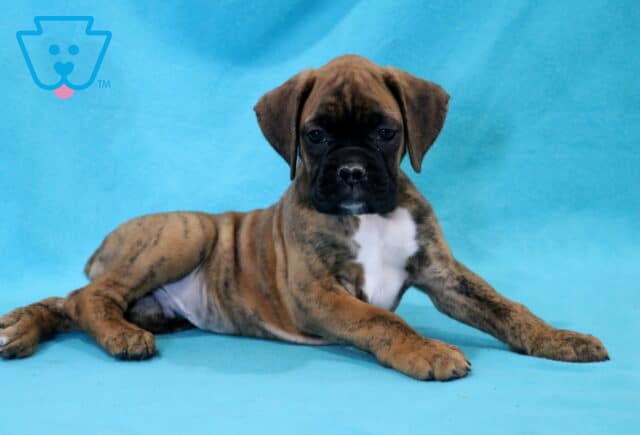 Cain Boxer2 image