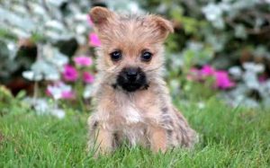 cairn terrier puppies for sale