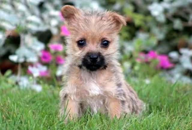 cairn terrier puppies for sale