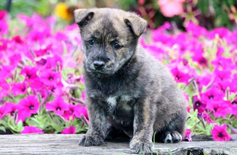 Non-shedding dog breed in flowerbed