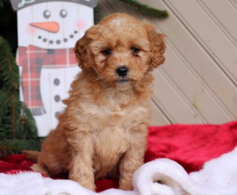 Caliee Mini Goldendoodle
