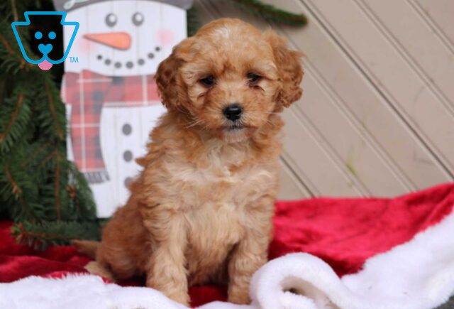 Caliee Mini Goldendoodle image