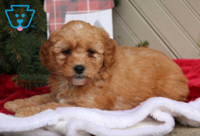 Caliee Mini Goldendoodle2 image