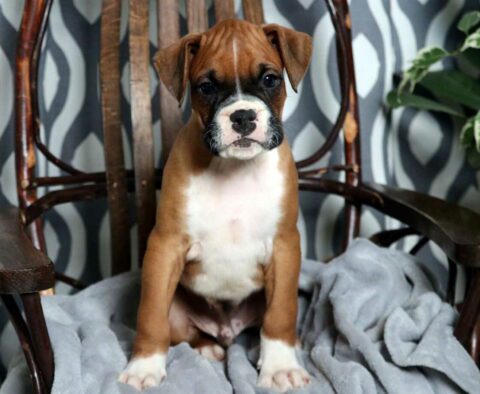 Camo Boxer