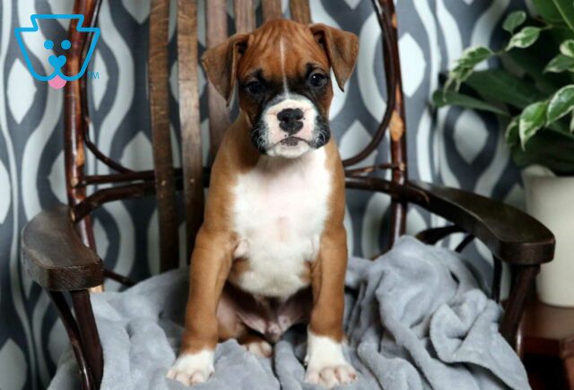 Camo Boxer image