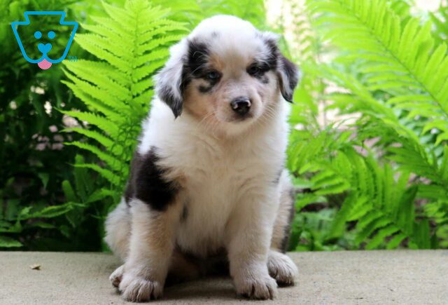 Cane Australian Shepherd