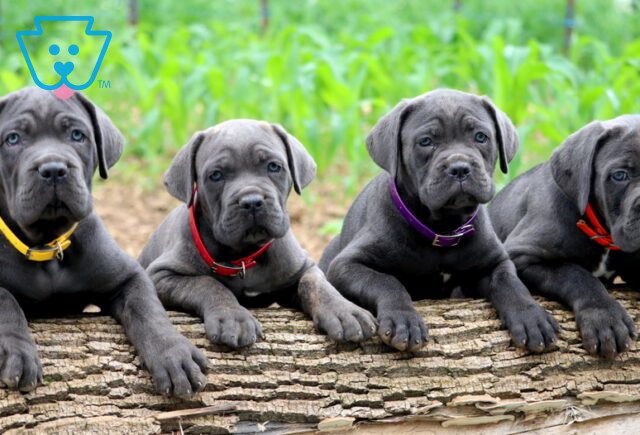 Cane Corso Group Pic 2-001