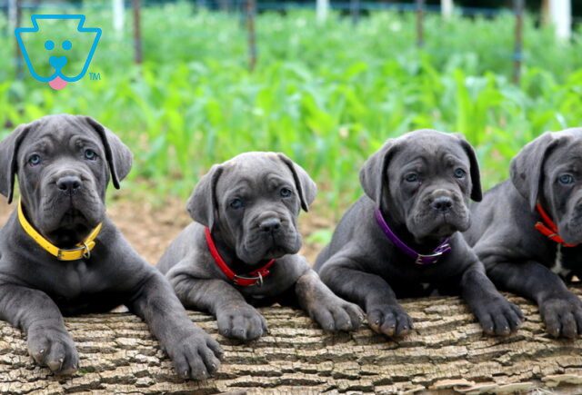 Cane Corso Group Pic 5-001