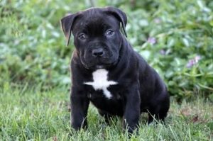 Cane Corso Mix
