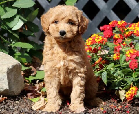 Captain Mini Labradoodle