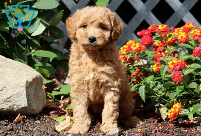 Captain Mini Labradoodle image