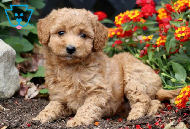 Captain Mini Labradoodle2 image