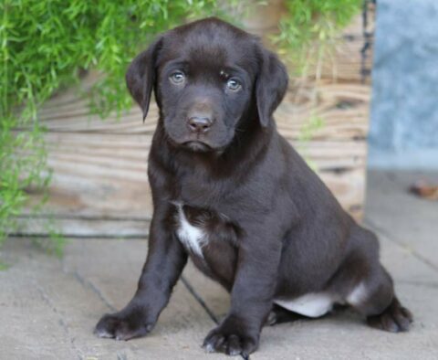 Carla Chocolate Lab