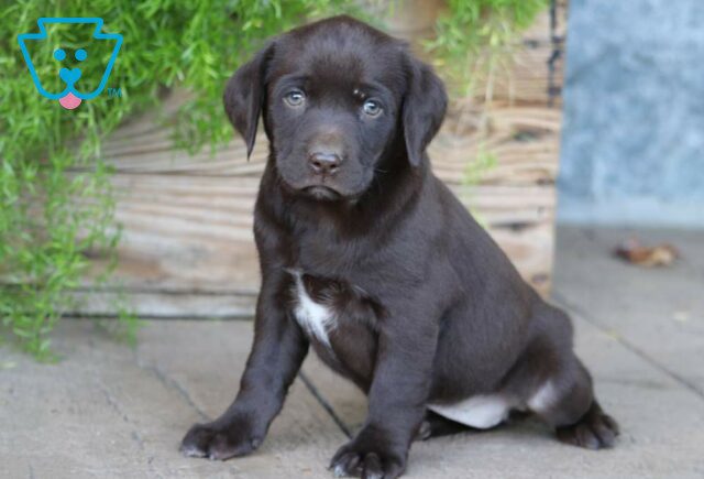 Carla Chocolate Lab image